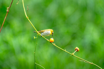 The warbling white-eye (Zosterops japonicus)