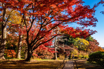 秋の東京・殿ヶ谷戸庭園で見た、青空に映える色鮮やかな紅葉
