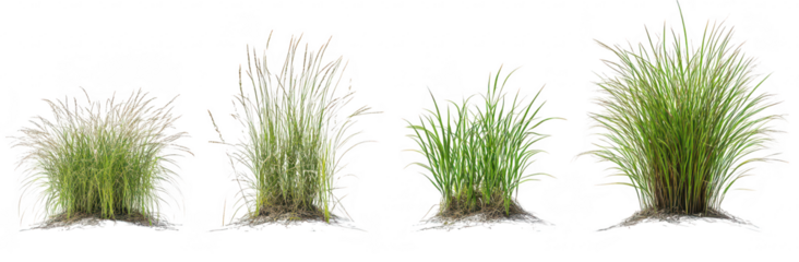 A collection of four distinct types of grass displayed in varying heights and textures. their lush green colors against a subtle white background. ideal for nature-themed projects or landscaping desig