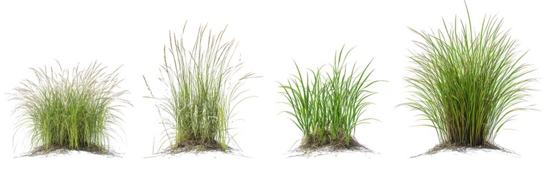 A collection of four distinct types of grass displayed in varying heights and textures. their lush green colors against a subtle white background. ideal for nature-themed projects or landscaping desig