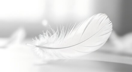 Obraz premium A single, pristine white feather rests on a smooth surface, its delicate structure and subtle gradations highlighted by soft light