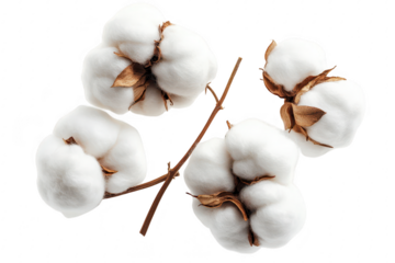 Close-up view of freshly harvested cotton bolls arranged artistically on a white background. their fluffy texture and natural beauty. ideal for textile industry visuals