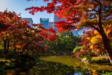 Obraz premium 秋の東京・日比谷公園で見た、池に映るカラフルな紅葉と青空に映える高層ビル