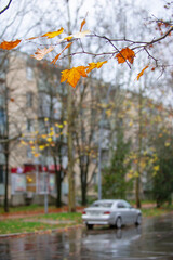 A few orange autumn leaves hang from a thin branch in the foreground, with a soft-focus city street scene behind them. A silver car is parked on a wet road, reflecting the overcast sky after rainfall.