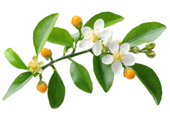 A branch featuring delicate white citrus flowers and bright orange fruit against a clean background. the beauty of nature and potential for decorative use in various settings