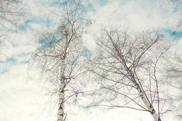Bare trees against a cloudy sky in early spring with soft light and a peaceful atmosphere