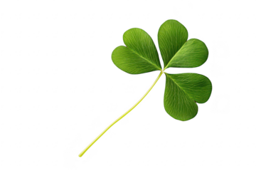 A green four-leaf clover resting on a clean white surface. symbolizing luck and prosperity. ideal for nature-themed designs or St Patricks Day celebrations