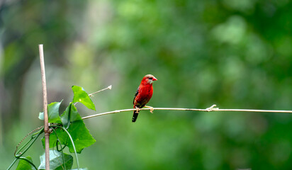 red avadavat, red munia or strawberry finch (Amandava amandava)  