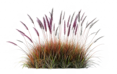 A clump of ornamental grass with feathery purple and black plumes swaying gently in the breeze. set against a clean white background. perfect for landscaping or gardening projects