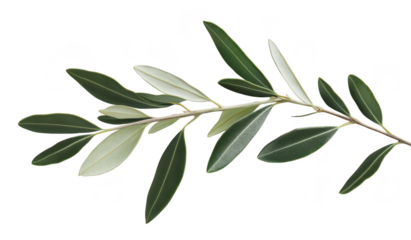 A close-up view of an olive branch featuring lush green leaves with varying shades. elegantly arranged against a clean white background. ideal for natural-themed designs or wellness concepts