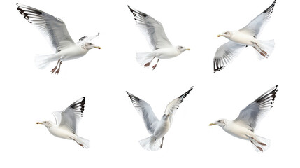 A collection of white seagulls in various flying poses against a clean white background. their graceful movements and natural beauty. ideal for wildlife and nature photography
