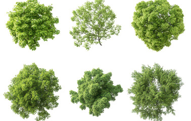 A collection of six diverse green tree tops various foliage shapes and densities. ideal for use in landscape design. environmental projects. or educational materials