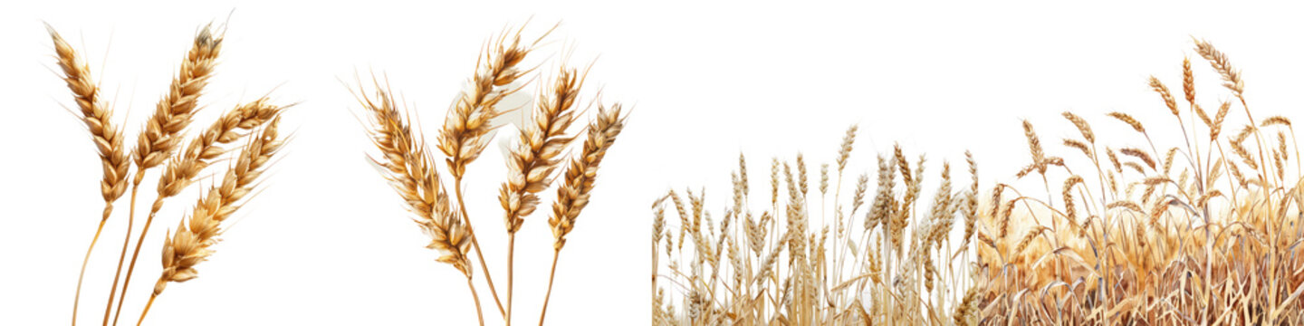 Close Up of Stalk of Wheat isolated on transparent, alpha background png cut out file