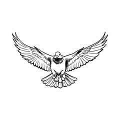 Obraz premium Dove in flight with outstretched wings pigeon bird