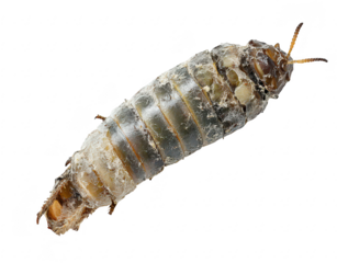 A close-up view of a larva its segmented body and natural coloration. resting on a clean white background. ideal for educational purposes in biology or entomology