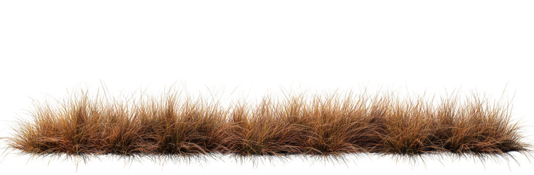 A patch of brown grass swaying gently in the breeze. set against a clear background. ideal for nature-themed projects. landscaping ideas. or outdoor settings