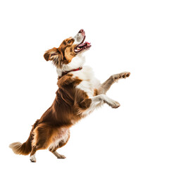 A brown and white dog jumping to catch an orange frisbee in mid-air.