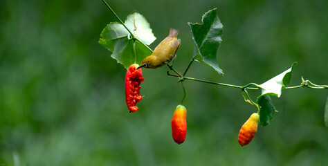 The warbling white-eye (Zosterops japonicus)
Categor