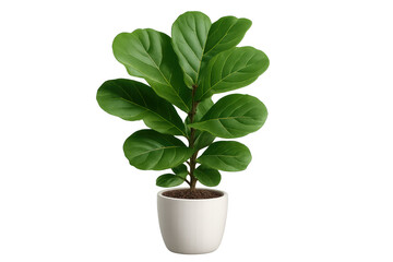 Obraz premium Fiddle-leaf fig houseplant growing in a white pot, bringing nature and fresh green leaves to indoor spaces