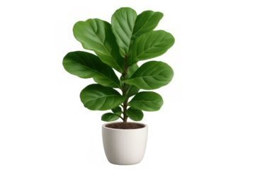 Fiddle-leaf fig houseplant growing in a white pot, bringing nature and fresh green leaves to indoor spaces