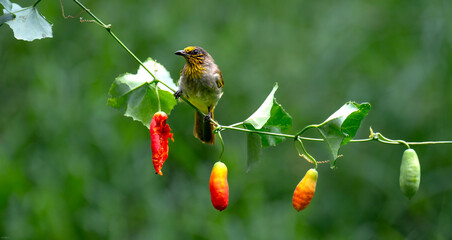 Stripe-throated Bulbul (Pycnonotus finlaysoni). It is identified by the distinctive sharp yellow...
