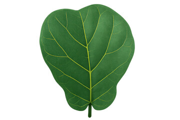 Obraz premium Fiddle-leaf fig leaf with prominent veins, a fresh green botanical element on a transparent background