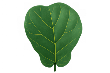 Fiddle-leaf fig leaf with prominent veins, a fresh green botanical element on a transparent background