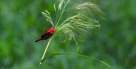 red avadavat, red munia or strawberry finch (Amandava amandava)
