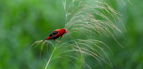 red avadavat, red munia or strawberry finch (Amandava amandava)