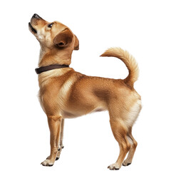 A brown dog with a collar standing in front of a white background.