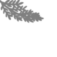 Tropical leaves shadow transparent overlay