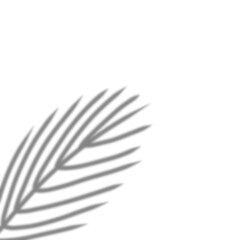 Tropical leave shadow transparent overlay