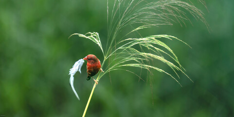 red avadavat, red munia or strawberry finch (Amandava amandava)