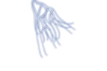 jellyfish isolated on white