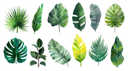 Fototapeta premium Collection of various green tropical leaves isolated on white for design and decor inspiration in natural themes