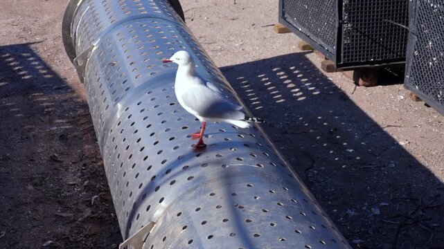 A seagull waiting for scraps at a commercial rock oyster farm in New South Wales, Australia
