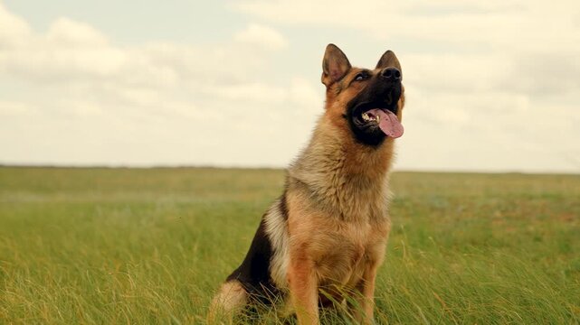 German Shepherd on the move, Open field run, Playful ball activity, Strong canine grip, Happy moments outdoors, Athletic dog lifestyle, Nature loving animal, Joy in every step, Fast moving pet, Dog in
