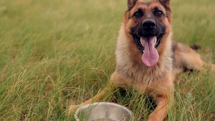 Dog quenches thirst during walk, Brown bottle for pet care, Outdoor adventure hydration, Close interaction with German Shepherd, Grass and fur in harmony, Metal bowl for drinking water, Water pouring