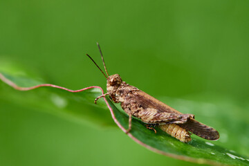Close-up view of grasshopper on a leaf