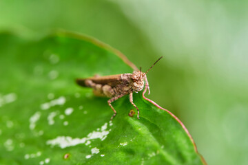 Close-up view of grasshopper on a leaf