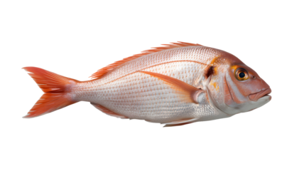 Freshly caught red snapper ready for gourmet seafood recipes and healthy eating promotions, ideal for restaurant menus and food blogs isolated on white background