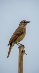 Fototapeta premium A small bird with brown and tan feathers perches atop a wooden stake, sky background