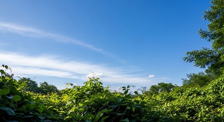 Obraz premium Lush green foliage thrives under a vast blue sky with wispy clouds.