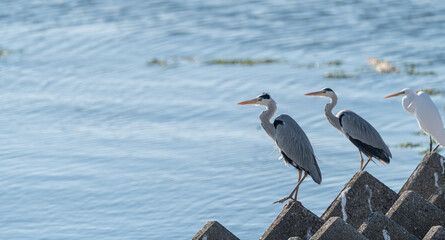 休む複数のサギたち