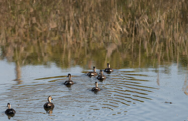 池を移動するカルガモの群れ