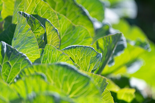 陽に照らされたキャベツ畑                     - Powered by Adobe