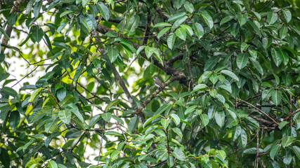 Sri Lanka Woodshrike bird perches on a branch against a lush green canopy