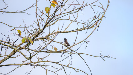 White rumped munia perches on bare tree branches against a clear sky