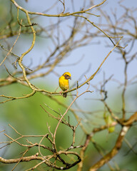 Baya Weaver bird perches on a network of bare branches against a soft, natural backdrop of greenery and sky