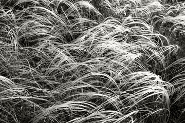 A meadow feather grass in the sunset. Color of the Year 2026, Cloud Dancer.